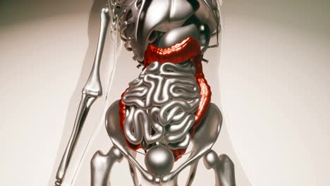 Modelo-De-Colon-Humano-Con-Todos-Los-órganos